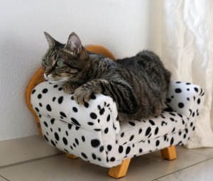 Кошка начала писать на диваны и свой лежак. Что с ней?