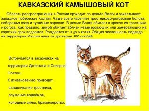Камышовый кот- почему порода так называется?