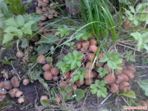 Какие грибы на грядках в саду опасны?