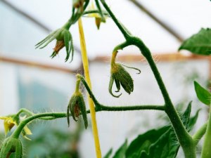 Почему опадает цвет на цветочных кистях томатов в теплице?