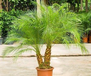 Как отличить финиковую пальму Робелена от Канарской финиковой пальмы?