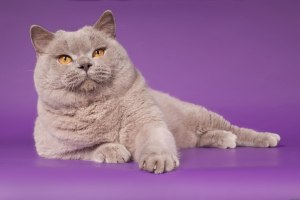 Как назвать британскую кошку лилового цвета?