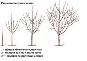 Можно ли обрезать сливу летом, если на ней нет плодов?