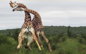 Как сражаются самцы жирафа? Наносят ли они серьезные увечья друг другу?