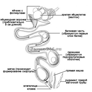 За сколько времени формируется яйцо у курицы?