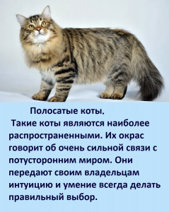 Действительно окрас кошки влияет на атмосферу в доме?