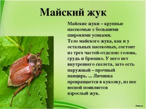 Почему майские жуки живут всего 5-7 недель?