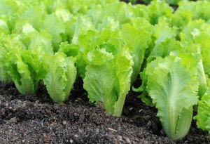 Как быстро вырастить салат на грядке, чтобы он не успел горчить?