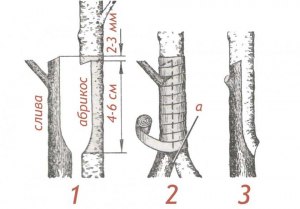 Что можно привить на дерево сливы?