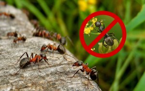 Как легко избавиться от тли и муравьёв на дачном участке?