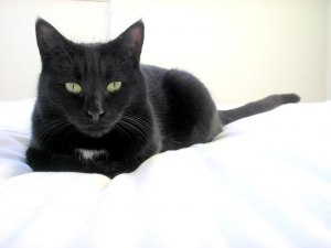 Как назвать чёрного кота с белым пятном во лбу?