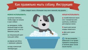 Почему не на всех пляжах , можно искупать собаку?