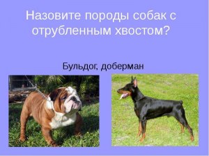 У какой породы собак самый короткий хвост?