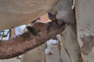 Сколько сосков на вымени у верблюдицы и сколько она даёт молока?