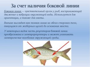 Почему у хищных рыб имеются вертикальные полосы на теле?