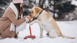 Чем заняться с собакой зимой?