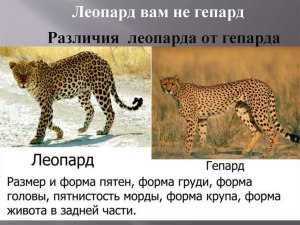 Какие отличия/сходство есть у гепарда, леопарда и ягуара?