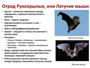 К какому типу животных относятся летучие мыши (см)?