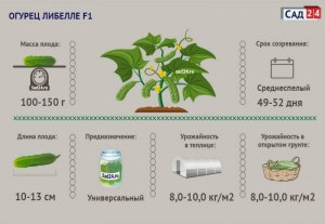 Сколько дней зреют огурцы после цветения?