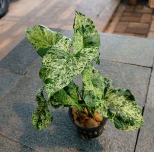 Сингониум моттлед мохито потерял вариегатность, что делать?