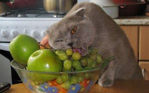 Почему коты не едят виноград?