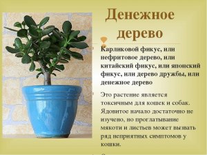 Как в народе называют комнатное растение делерея?