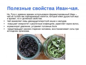 Как и когда заготовляют копорский чай (Иван-чай)?