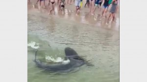 Почему акулы подплывают близко к берегу?