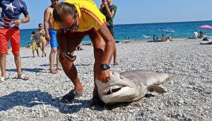 Как защищают пляжи от акул?