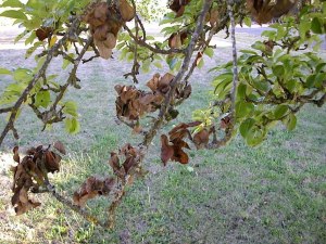 Что делать, если на молодой яблоне засыхают отдельные ветки в июне?