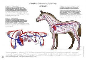 Сколько сердец у лошади?