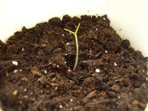 Отрастет ли клематис, потерявший первые ростки?