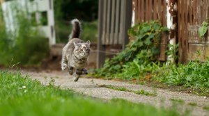 Как отучить кота убегать на месяц , а то каждое лето убегает?