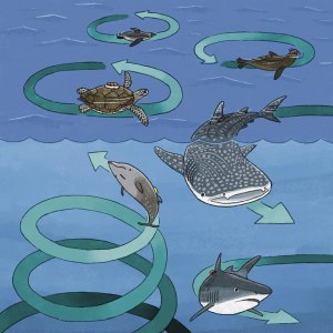 Почему акулы плавают по кругу?