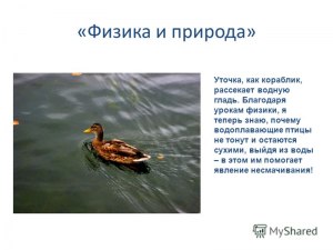 Водоплавающие птицы умеют плавать с рождения или их учат родители? Почему?