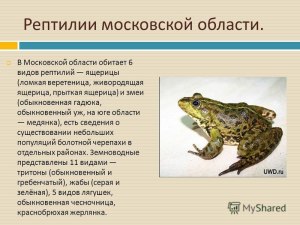 Какие виды земноводных обитают в Москве?