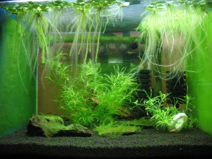 Обязательно ли в аквариум нужны водоросли?
