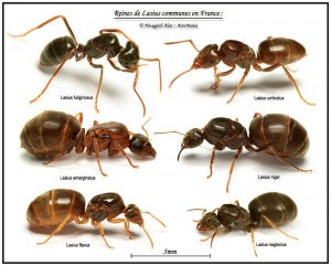 Бывают ли электрические муравьи?
