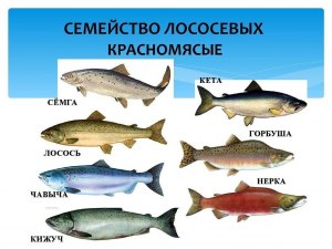 Для чего язык лососю ( рыбам этих пород?