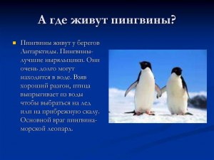Сколько сейчас и где пингвинов живёт в России?