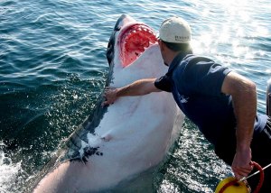 Как у рыбаков получается ловить акулу сетями и не быть съеденными ею?