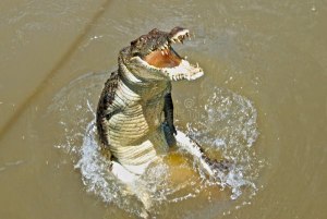 Выживет ли крокодил в солёной воде?