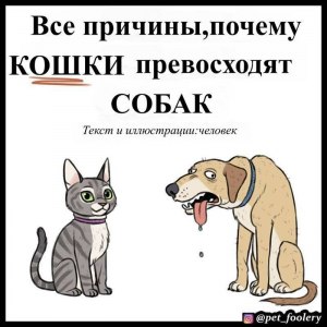 Тотальная война между кошками и собаками существует: кто победит и почему?