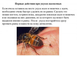 Почему пчелы нападают на людей? Что может вызвать агрессию пчел?