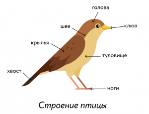 Могут ли птицы скакать назад?