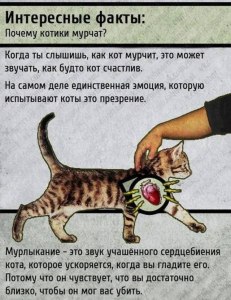 Как выбраться из плена мурчащего котика?