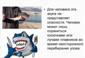Если акулы опасны для человека почему их не истребляют?