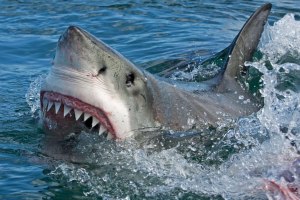 Почему тигровые акулы нападают на людей?