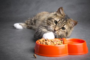 Почему кошка иногда ест сухой корм странно, доставая по штучке из миски?