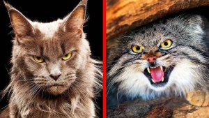 10 самых опасных пород кошек: какие из них вы знаете, чем они характерны?